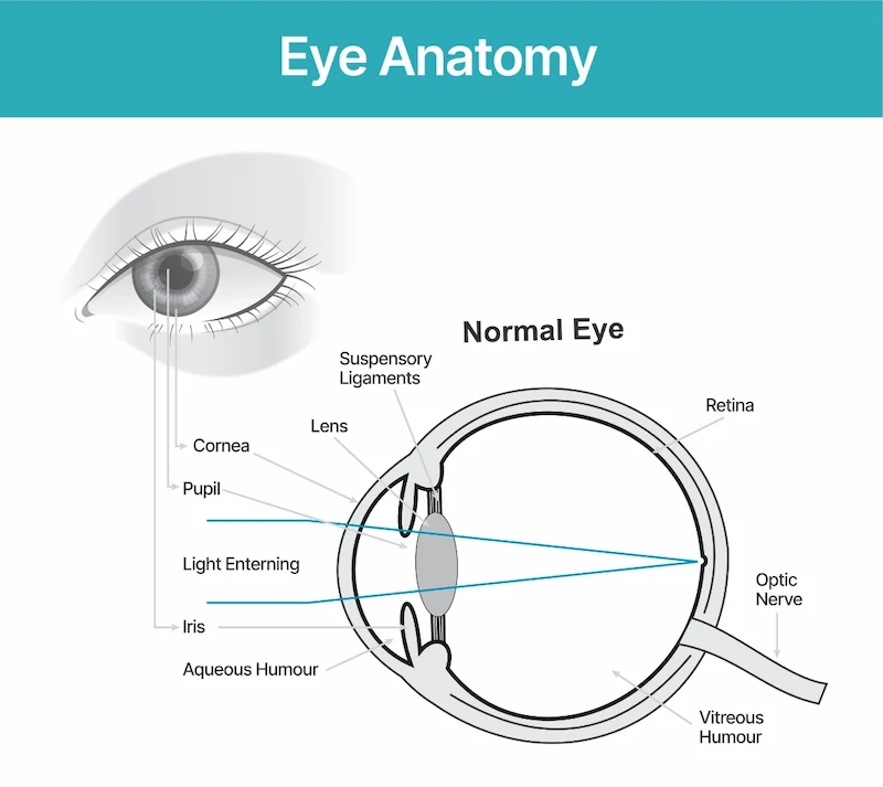Anatomy of an eye graphic